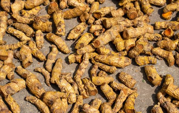 Common Turmeric Finger